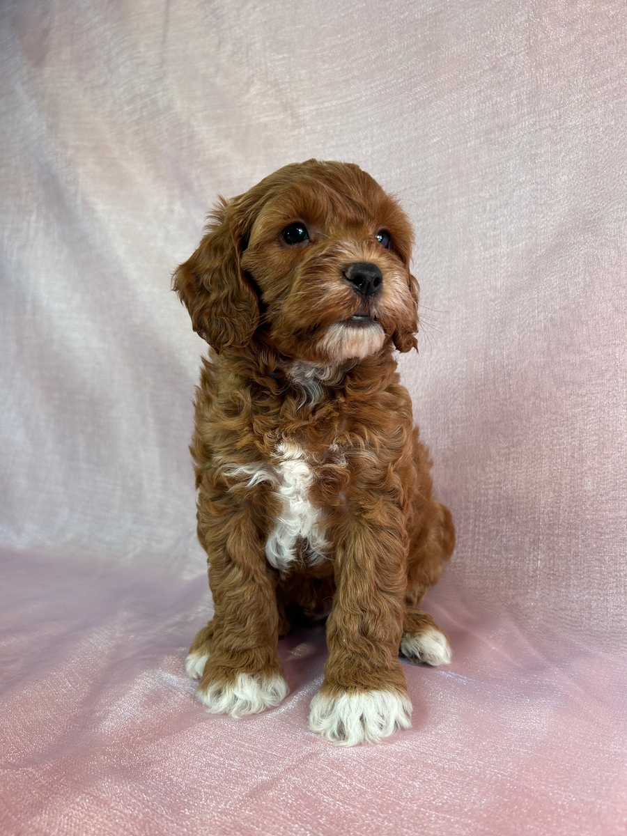 Male Cockapoo Puppy for Sale DOB 8-5-2025 $950